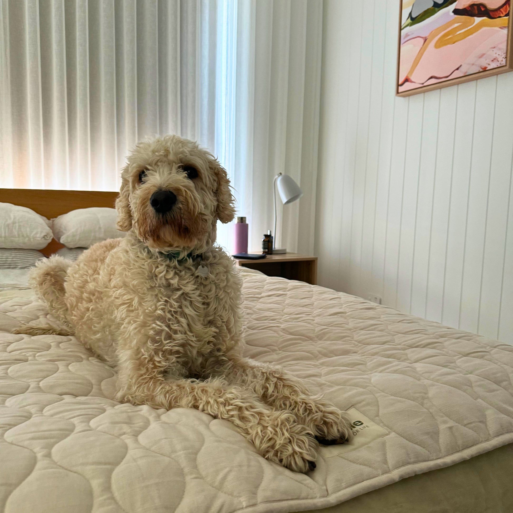 Versatile play mat for kids and dogs. Great for covering the bed or lounge.
